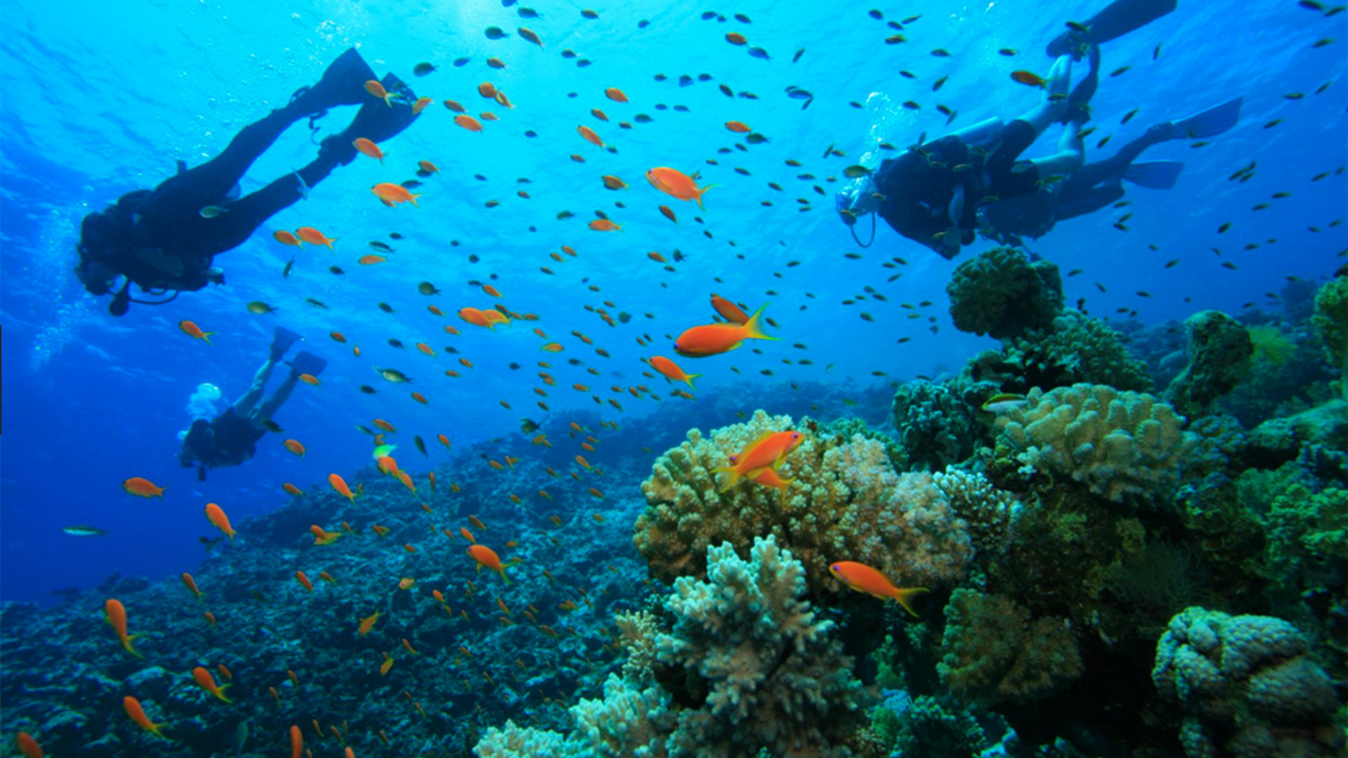 Plongée sous-marine Sub Tortue